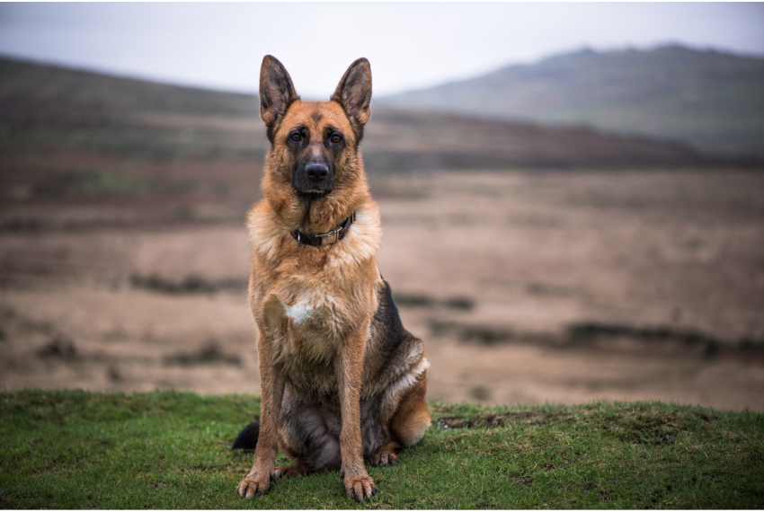 Decoding Dog Body Language: Unlocking the Secrets of Canine Communicatio