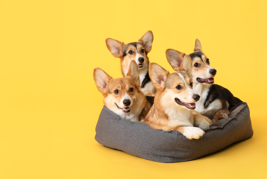 Why Choosing the Right Product for Your Pet Matters