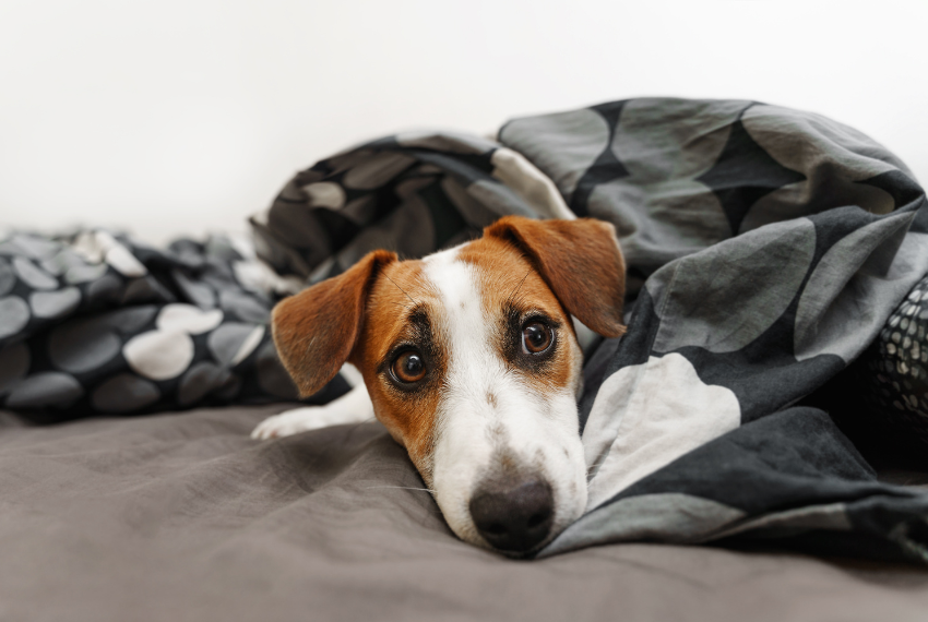 Should My Dog Share My Bed? An Expert's Guide