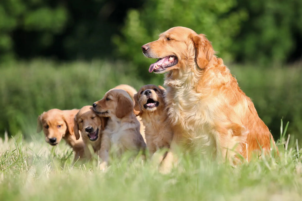 Understanding Golden Retrievers: Insights and Characteristics